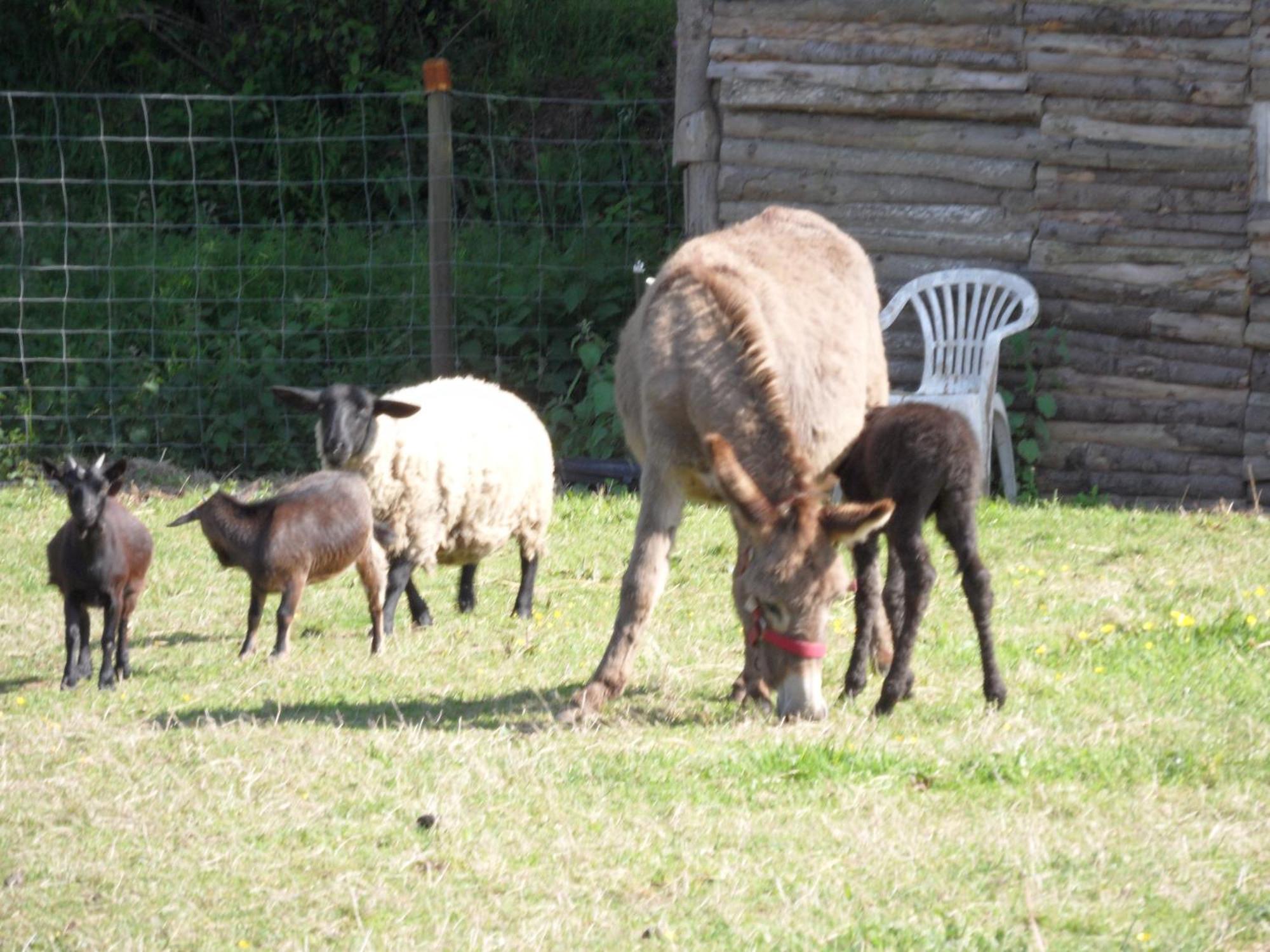 Les Pieds Dans L'Herbe Bed & Breakfast Rosporden Dış mekan fotoğraf