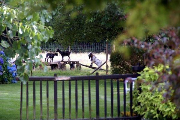 Les Pieds Dans L'Herbe Bed & Breakfast Rosporden Dış mekan fotoğraf