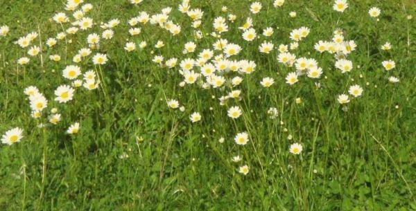 Les Pieds Dans L'Herbe Rosporden Dış mekan fotoğraf